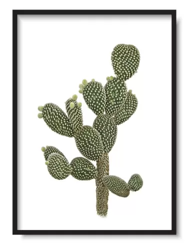 Cuadro Cactus Verde