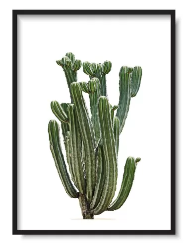 Cuadro Cactus Majestuoso