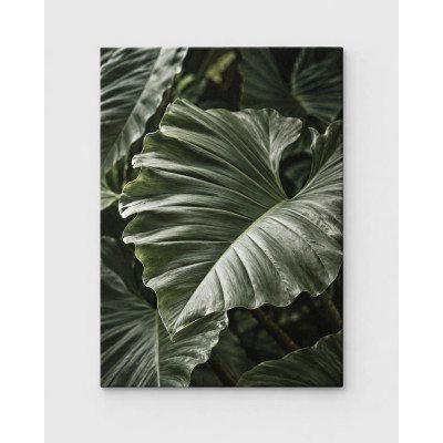 Verde Esencial, primer plano de una hoja tropical verde | Lienzo en bastidor | LASACA